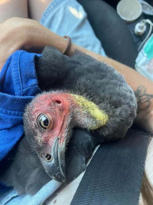 The injurd turkey unfortunately did not survive (Facebook/Noosa Community Notice Board)