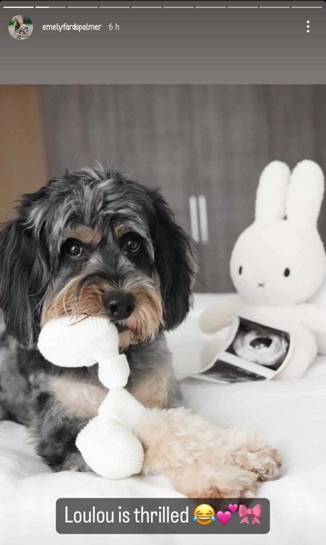 Emely Fardo posted a photo of her dog Loulou along with sonograms of the baby (@emelyfardopalmer/Instagram)