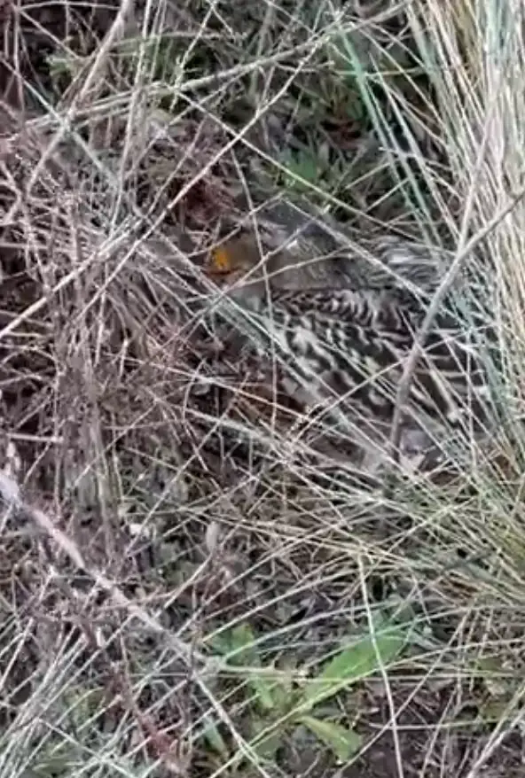 Mallard duck screenshot