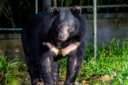 Asiatic Black Bear, Asian black bear (Ursus thibetanus, Himalayan Black Bear) at Khao Yai National Park, Thailand