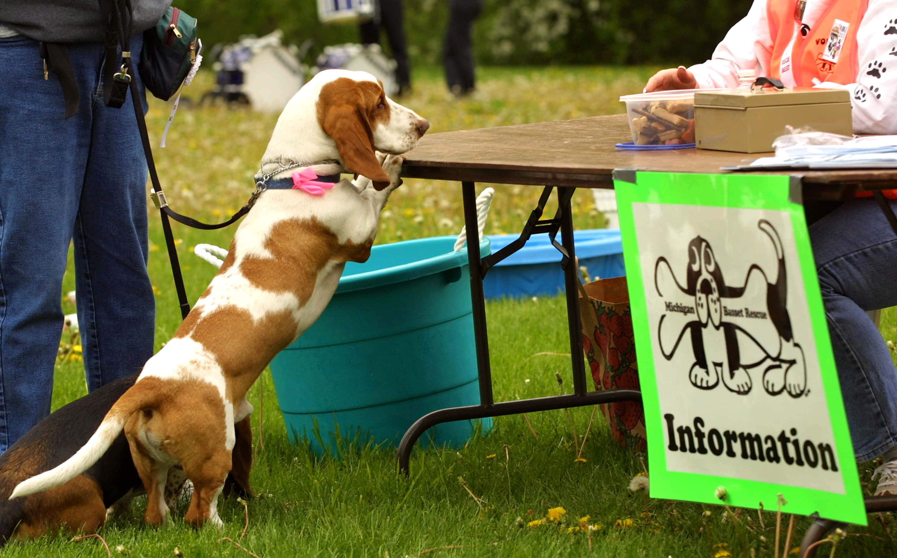 A basset hound leans against an information table at the annual Great American Basset Waddle May 18, 2003 in Birmingham, Michigan. More than 300 basset hounds participated in the event, which is designed to raise funds to help abandoned basset hounds and to find them new homes.
