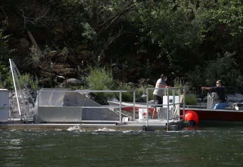 Gilbert Myers (L) and Jamie Holt, (R) fisheries technicians with the Yurok Fisheries Department, load supplies onto a rotary screw trap before checking for trapped fish on the Klamath River on June 09, 2021 in Weitchpec, California. The Yurok Tribal Fisheries Department has been monitoring a drought-caused fishkill of juvenile salmon brought on by an outbreak of Ceratonova shasta (C. Shasta) along the Klamath River. Due to the extreme drought, water flows on the Klamath River have dropped considerably since the beginning of the year causing the river to flow slower and the water temperature to rise, an environment that C. Shasta thrives in. Yurok Tribal officials expect C. Shasta to kill off nearly all of the juvenile Chinook salmon in the Klamath River which will not only negatively impact fish production, but also the Yurok Tribe, California’s largest federally recognized tribe, whose culture, ceremonies and traditions are linked to the annual fish runs.