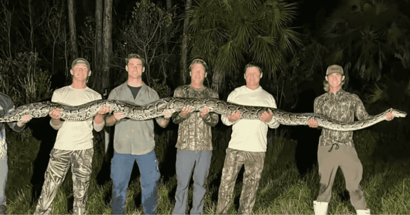 Jack Cronin was assisted by his fellow hunters in capturing of the Burmese python (CBS News Miami screengrab)