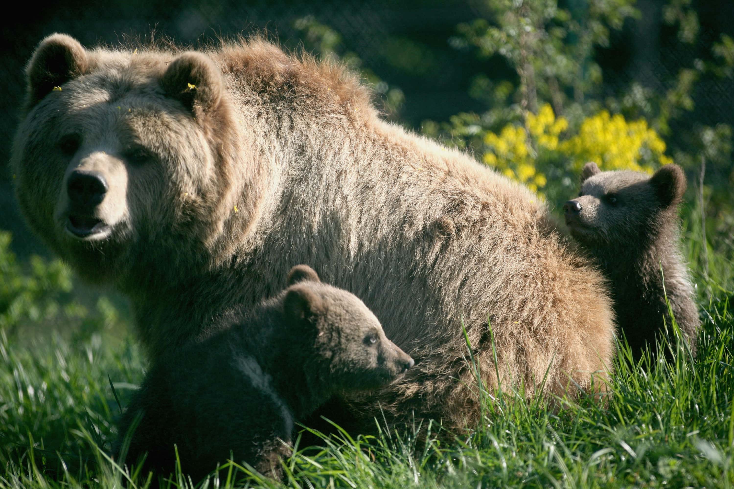 Brown bear cubs play with their mother, Mia, at a wildlife park on April 27, 2007, in Poing, Germany.  There is a discussion in Bavaria over reintroducing bears into the wild since roaming brown bear