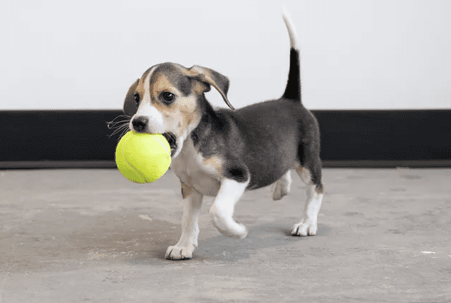 Dogs from 4K Beagles at Care and Rehab Center
picture credit: MEREDITH LEE/THE HSUS