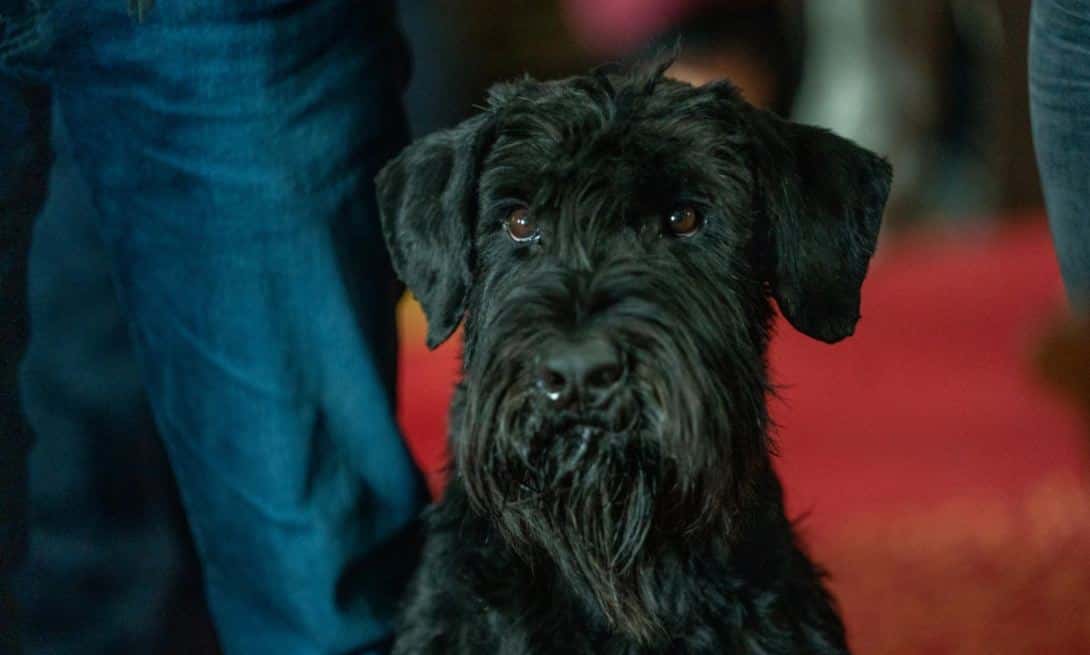 Giant Schnauzer named Green plays Tank in 'FBI: International' (CBS)